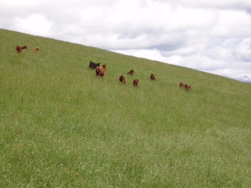 Ahuntzak Udiko hegietan