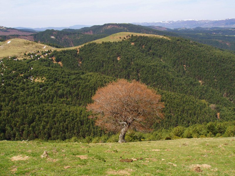 Barangaga Sitsaderratik