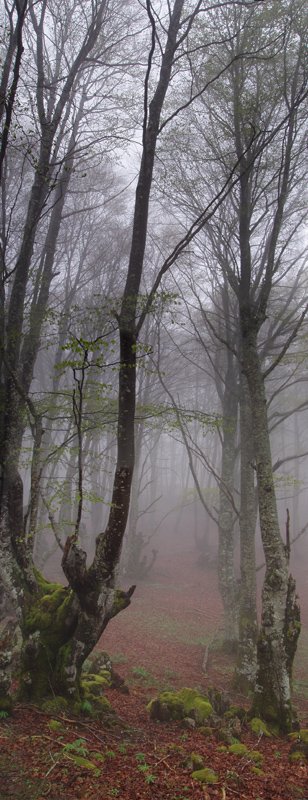 Arriedergain eta Ugagibel arteko basoa