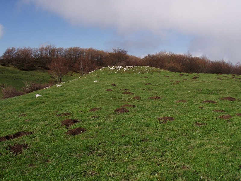 Ugaibelgo gailurra, eta trikuharria
