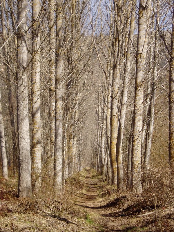 Bideko pasarte bat Pesquera de Ebrotik gertu