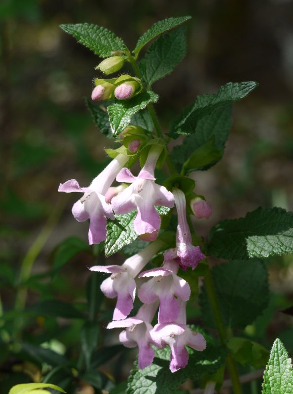 Melittis melissophyllum, artadiaren itzalean