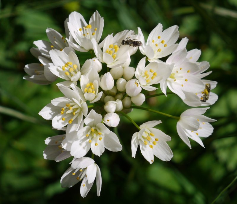 Allium roseum, Ubaguako arroileko bide bazterrean.