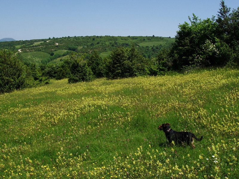 Ligarrietako bizkarra Larrogaingo bidetik
