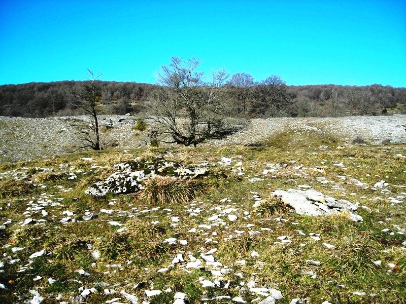 Bekosare  trikuharria