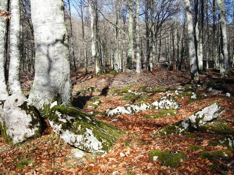 Artzeiturrieta trikuharria