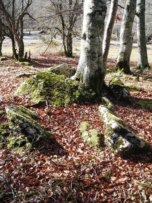 Artzeiturrieta trikuharria