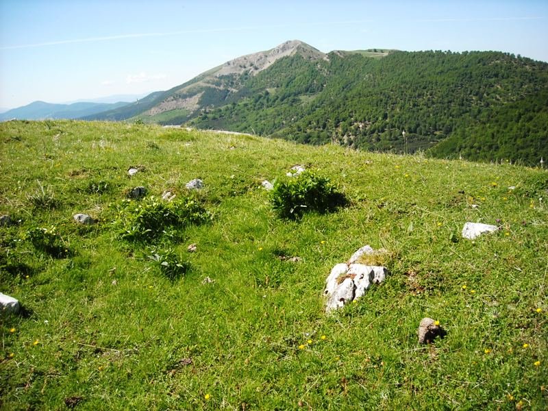 Loma de Chitón trikuharria