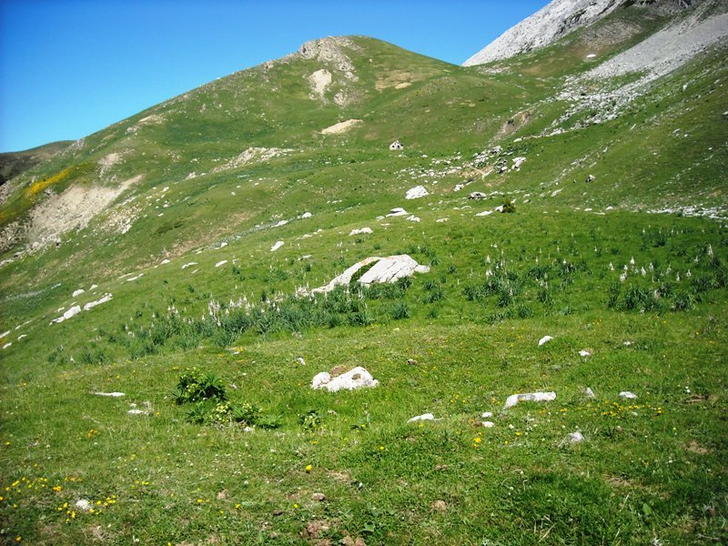 Loma de Chitón trikuharria