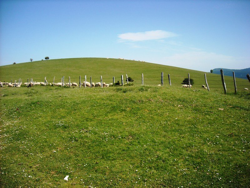 Mugarri  trikuharria