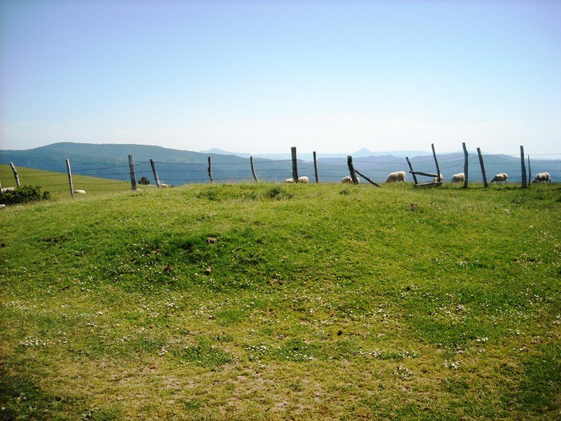 Mugarri  trikuharria