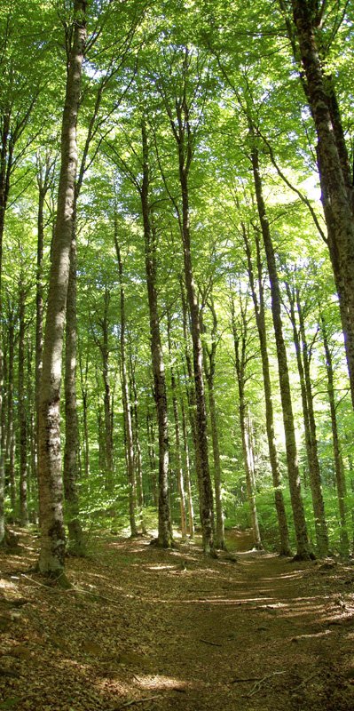 Basoan barreneko bide zoragarria