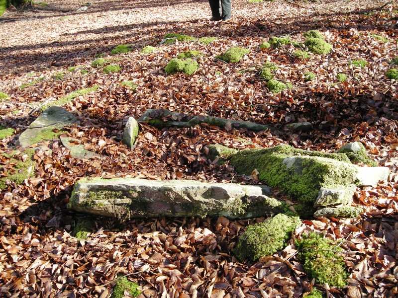 Loiketa 7 trikuharria