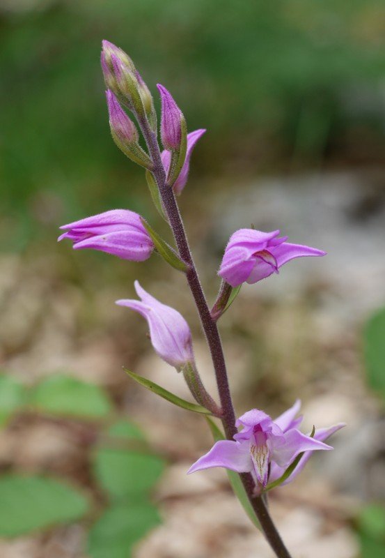 Urbasa, Nafarroa, ekainaren amaieran.
