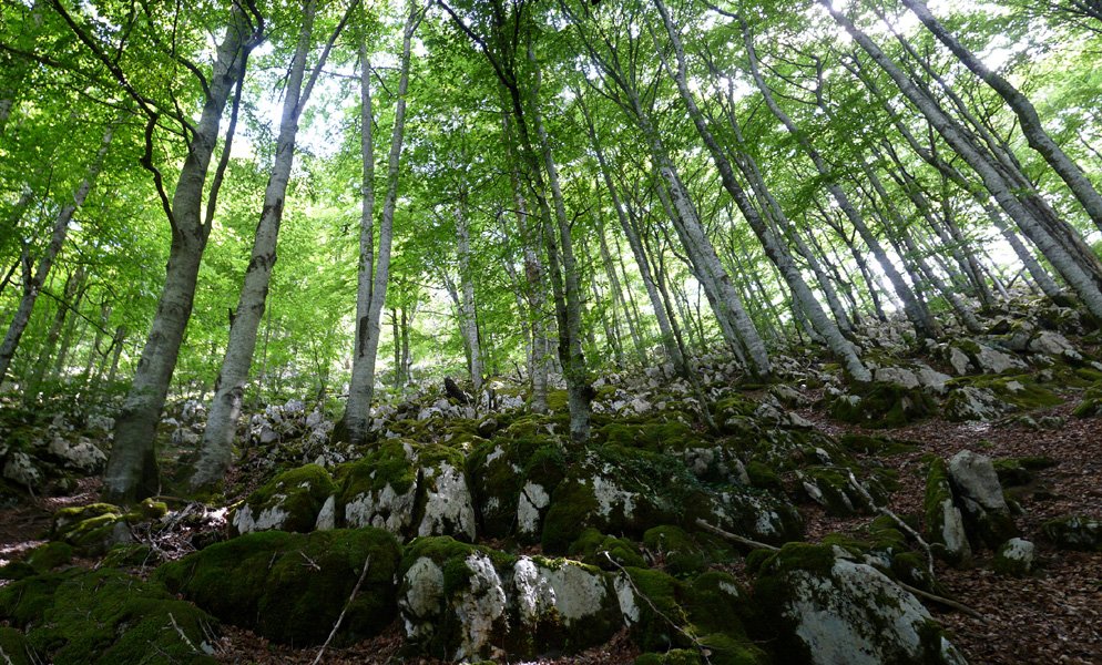 Arlengo Harriko lapiaza