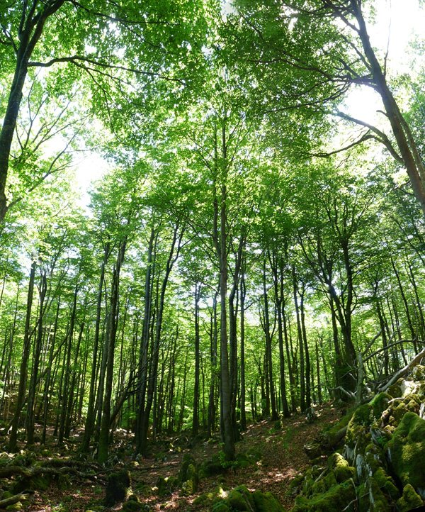 Bi gailurren arteko lepoa