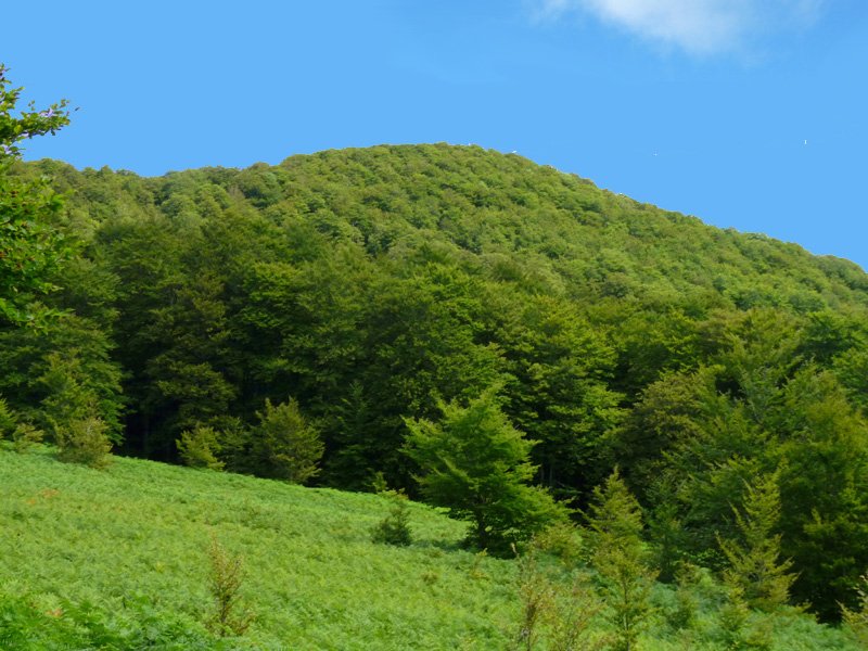 Pilotasoroko gailur oihantsua