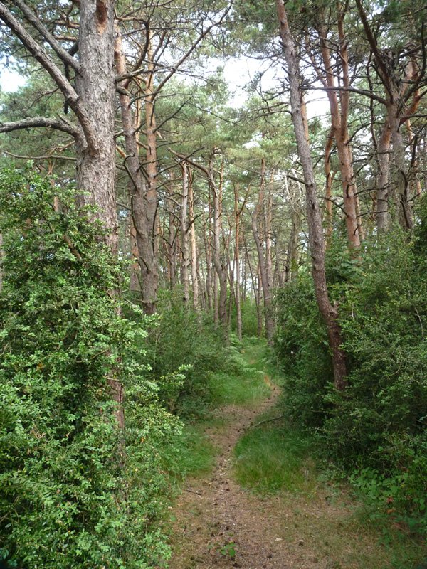 Berrondo eta Elixatoren arteko bidexka