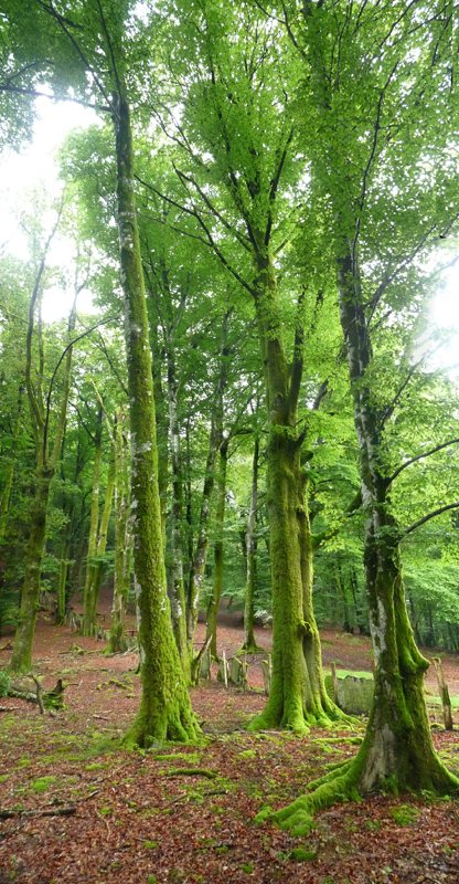 Zuhaitzak Ezkiringo lepoan