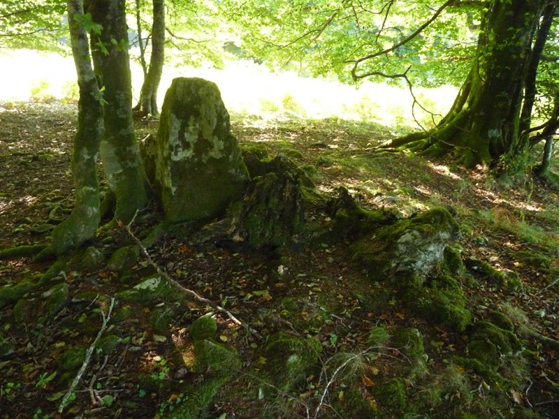 Patatalor (Zurittu berri)