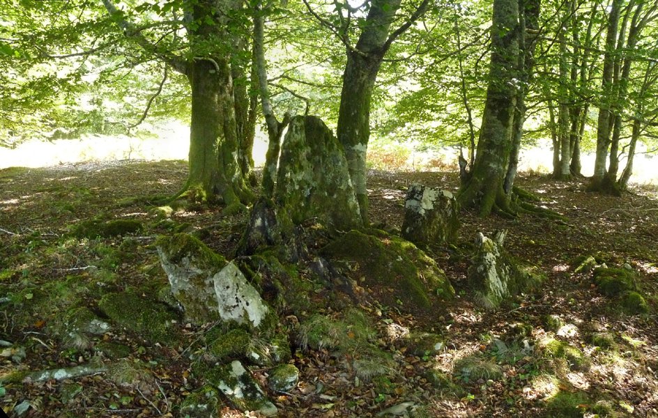 Patatalor (Zurittu berri) trikuharria, Lertzako gailurretik hegoalderantzko bizkarrean