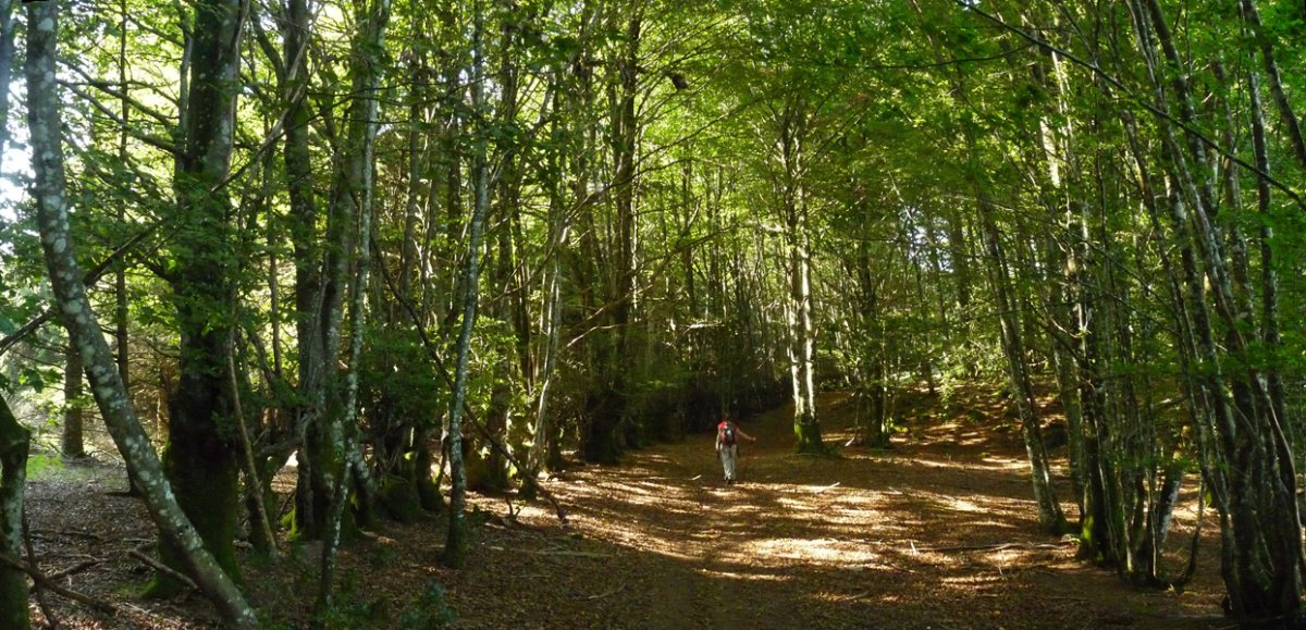 Zuhaitz ilara bide bazterrean, Lertzako hegoaldeko bizkarrean