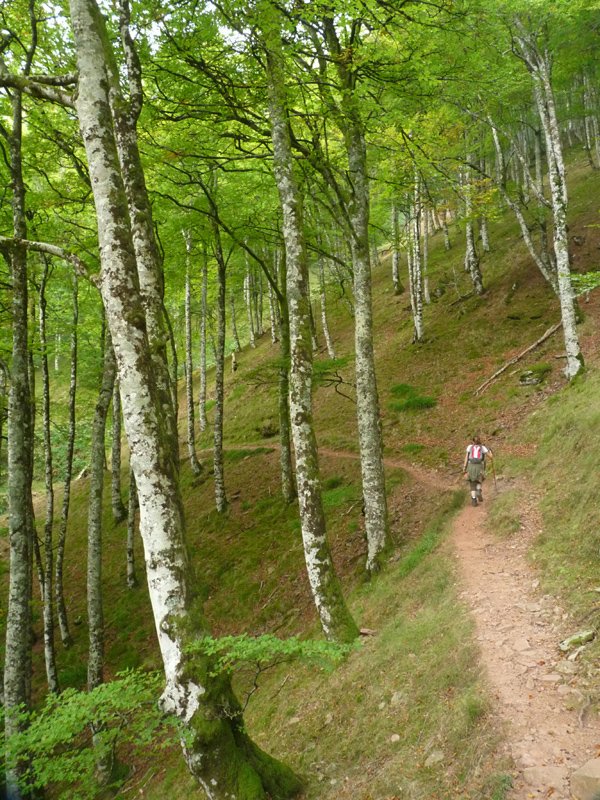 Nekaitzeko basoan zeharreko bidea