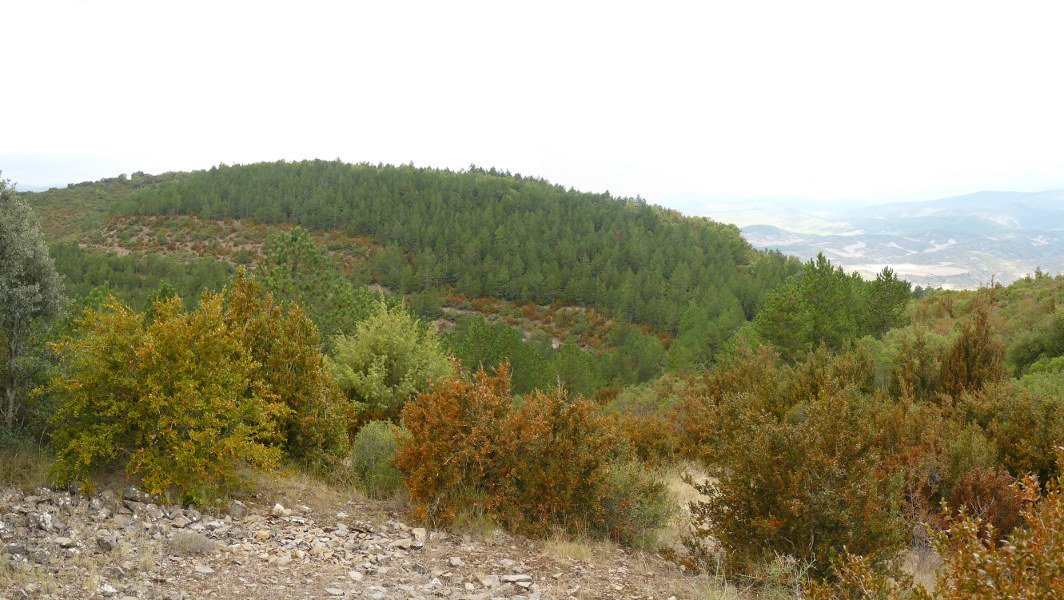 Muruko bizkarra, pinuz josia