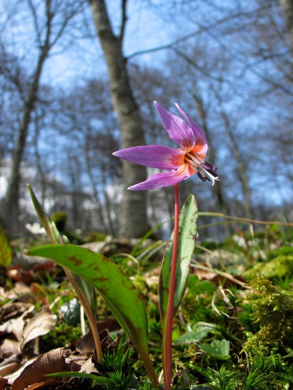 Erythronium dens-canis, basoa itzalak hartu baino lehen