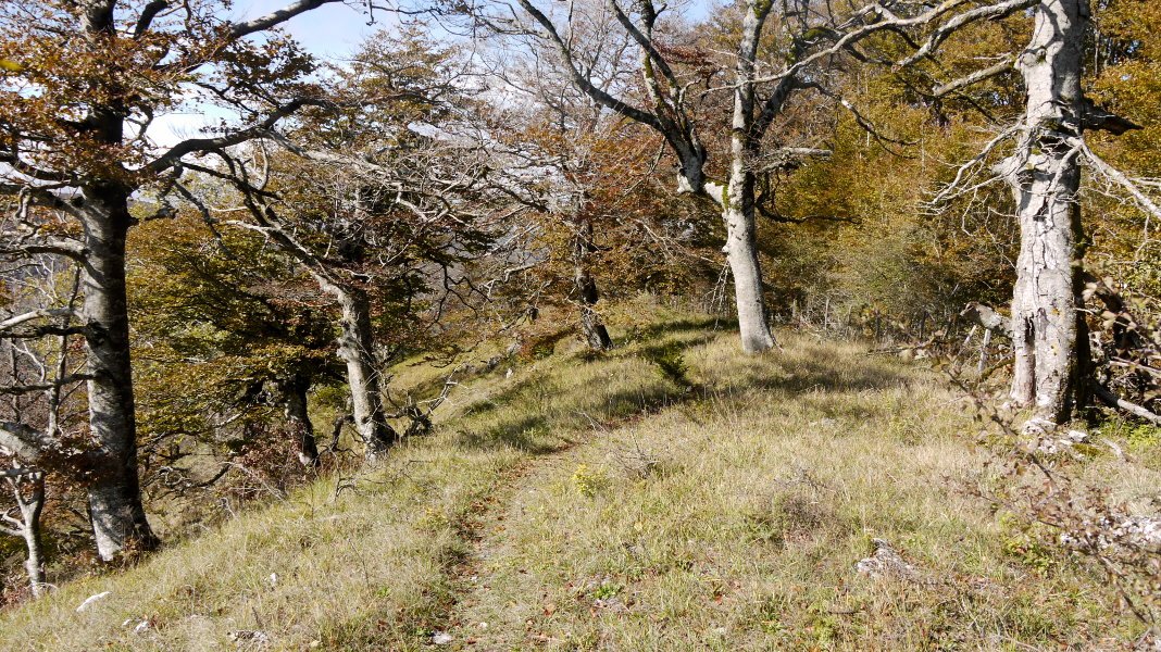 Tontorraren inguruak