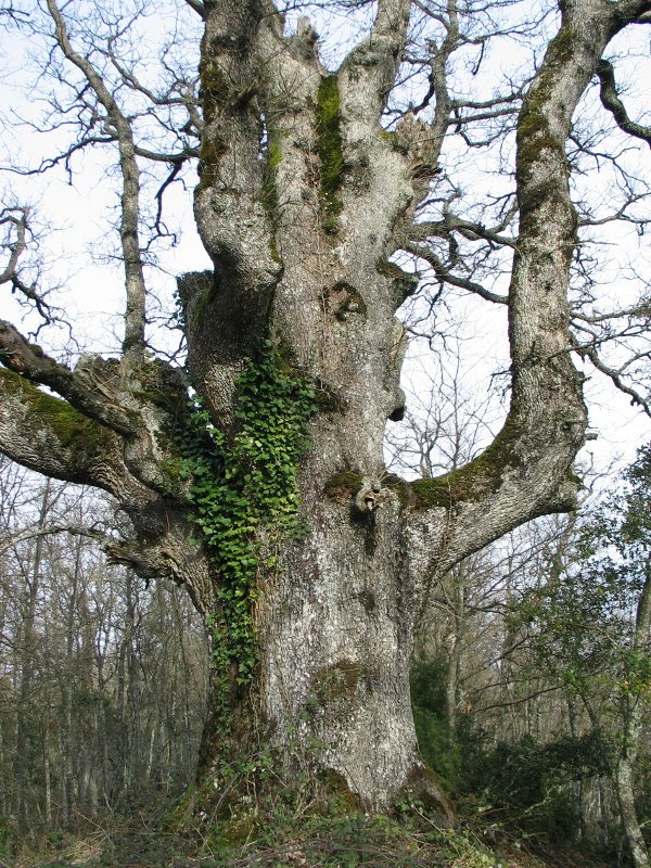 Aritz galanta tontorraren inguruetan