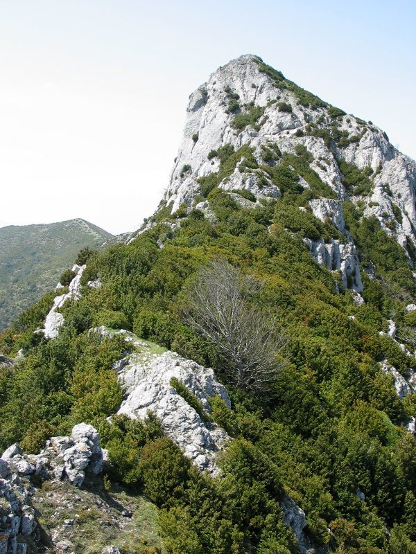 Mendebaldeko gandorra