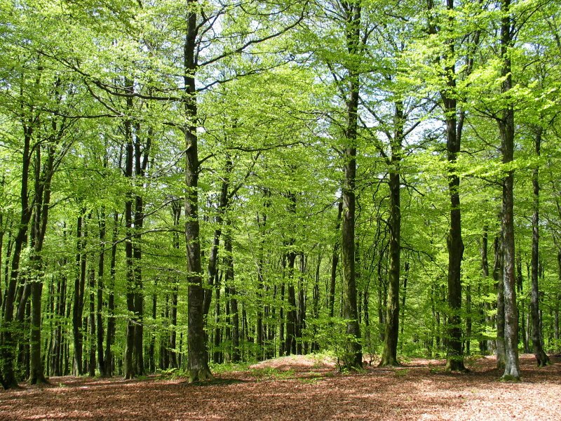 Tontorraren inguruak