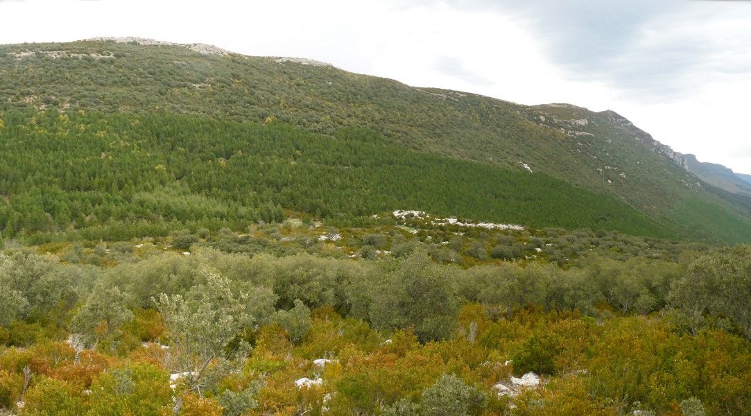 Leireko mendilerroa Ibarratik