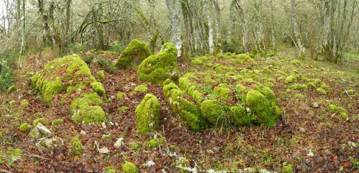Artabakarko trikuharria