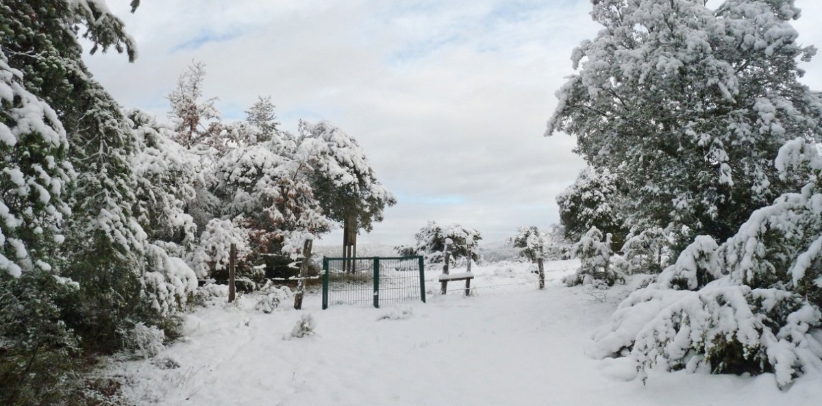 Langa eta kartela, Zaziaingo gandorraren hasieran