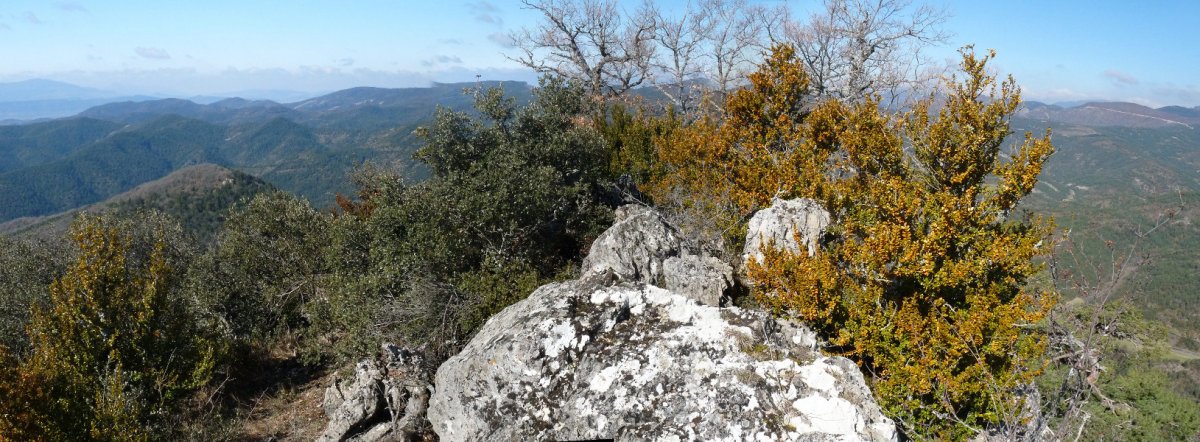 Zipuruko gailur harritsua