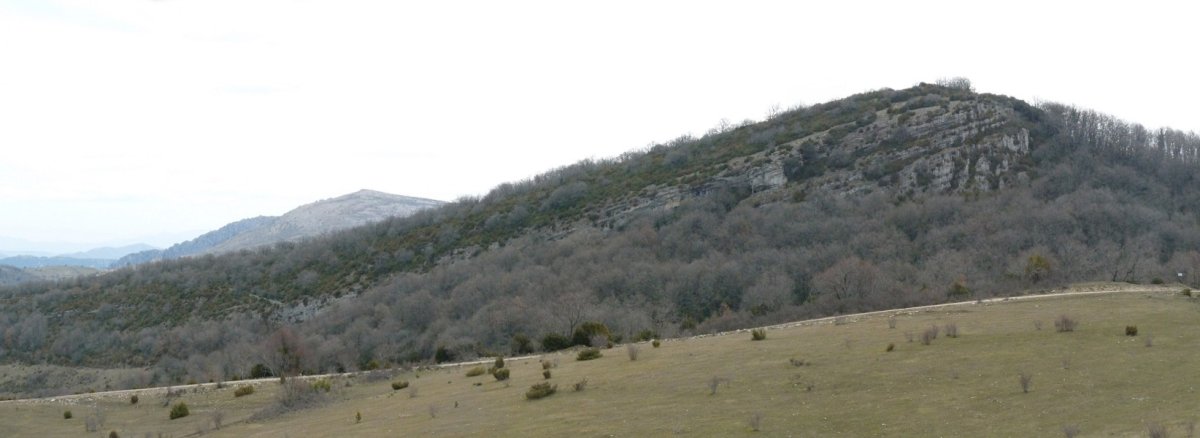 Garindoko bizkar luzea