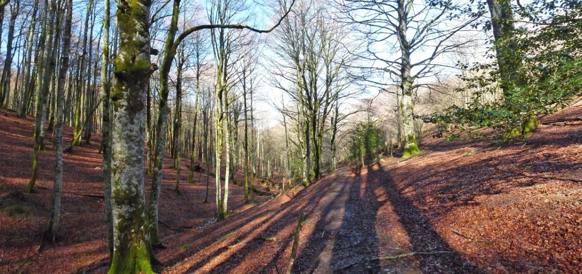 Iratiko basoa Arrazolako bidean