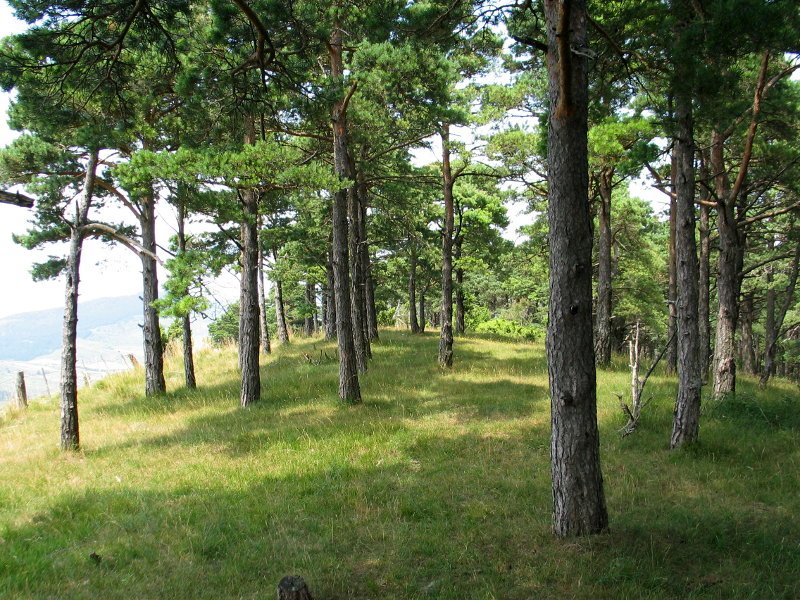 Pinudiaren itzalpean, tontorretik gertu