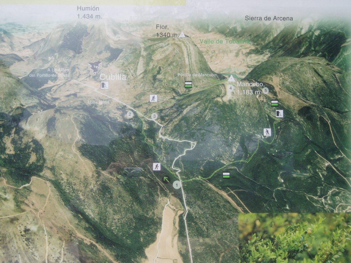 Tokiko Ibilbidea. Mancubo