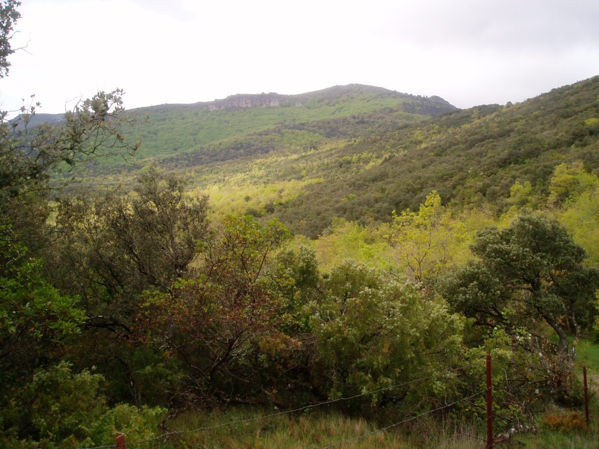 Mancuboren ekialdeko basoa. Bidea hortxe dago