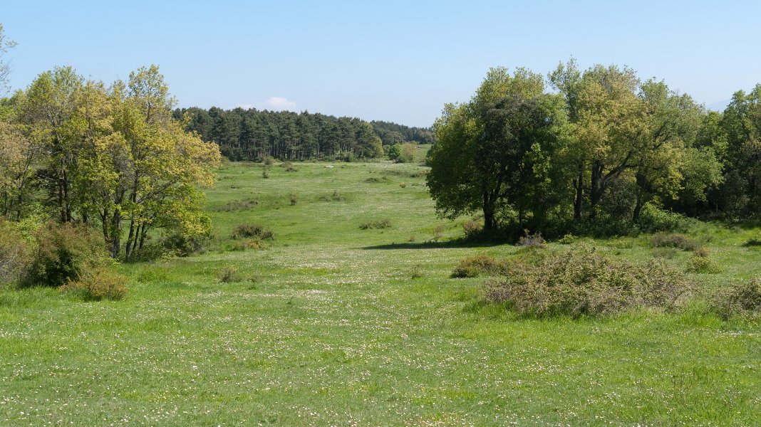 Mendebaldeko zelaiak