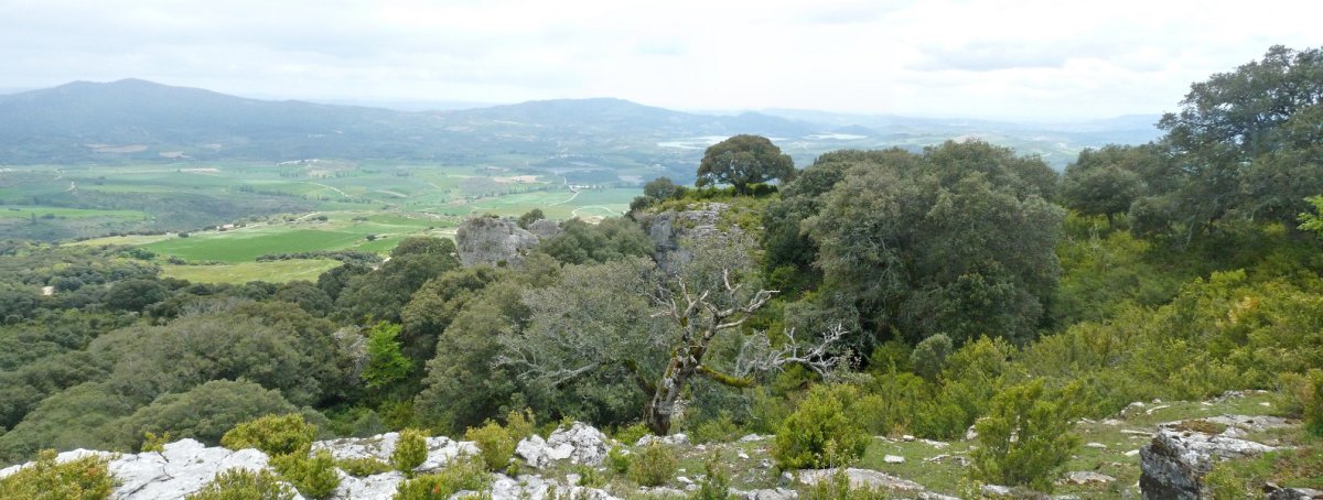 Erliebea hautsi egiten da San Martingo harrietan