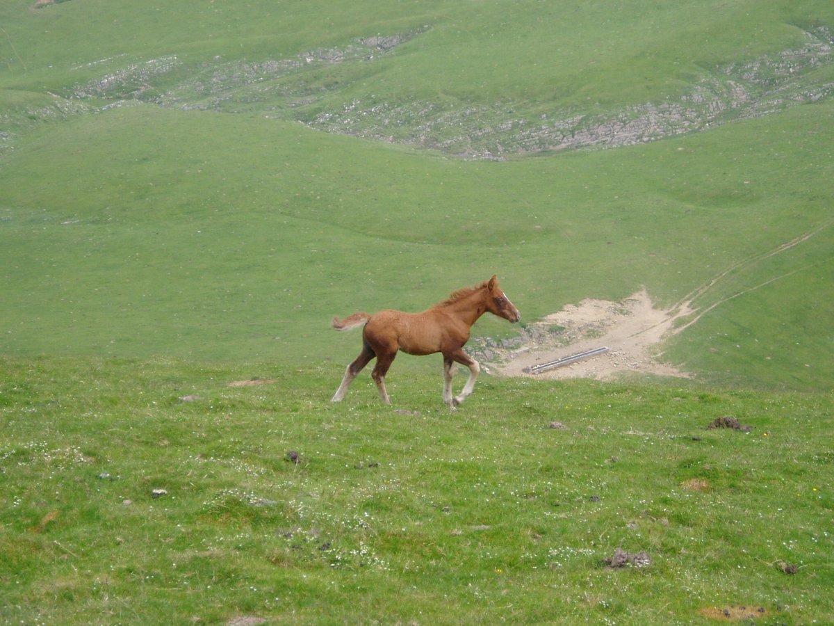 Zaldi kumea eta Irazusta aldeko aska