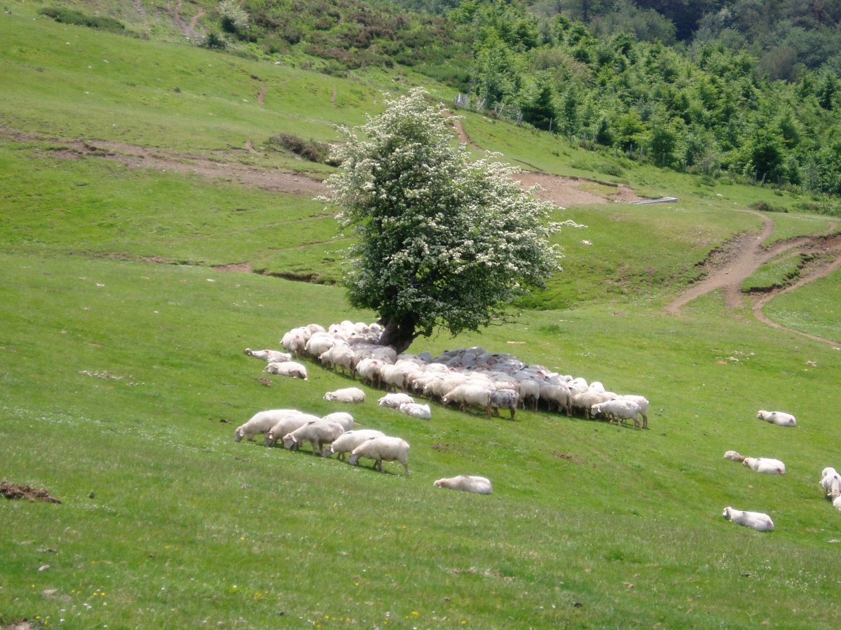 doniturrieta aldean ardiak elorri pean