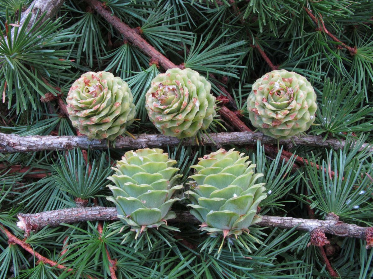 Larix kaempferi