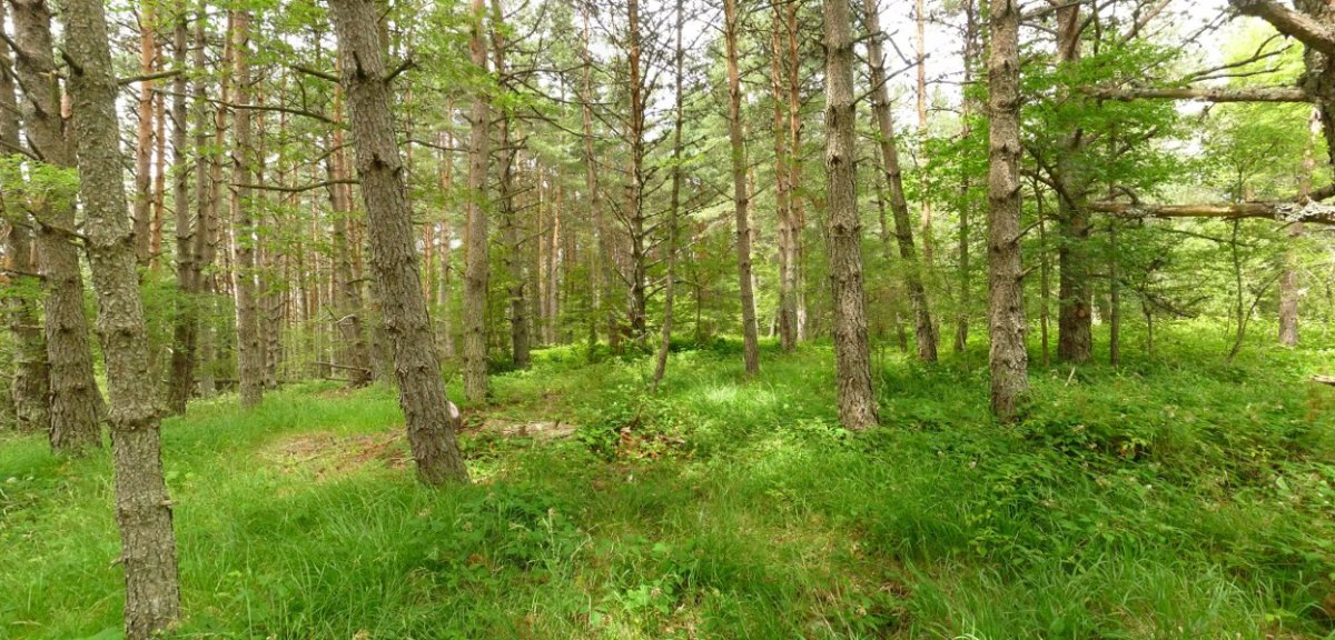 Lizarragako Iparraldeko gailurra (1202m)