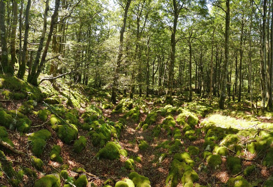 Goiko soroko lapiaza