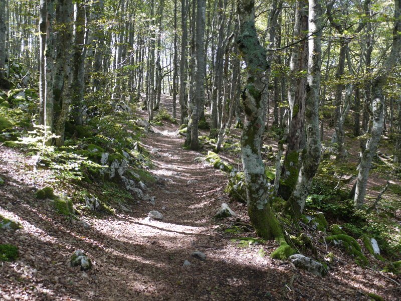 Zalduendo aldeko bidea pagadian barrena